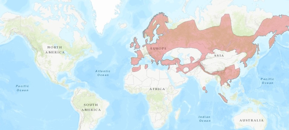 Current geographical range of the Eurasian Otter (Lutra lutra, in red) in the world (source: IUCN Red List, baseline map obtained from ESRI).