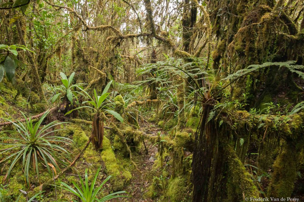 chingaza forest cloudforest