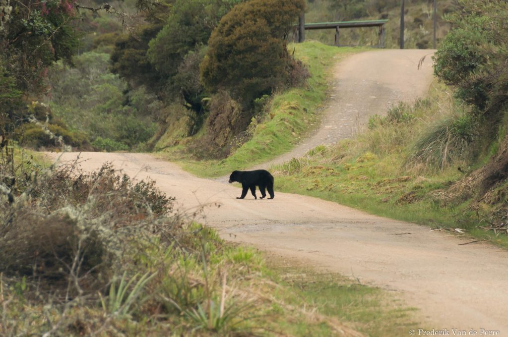 andeanbear bear chingaza