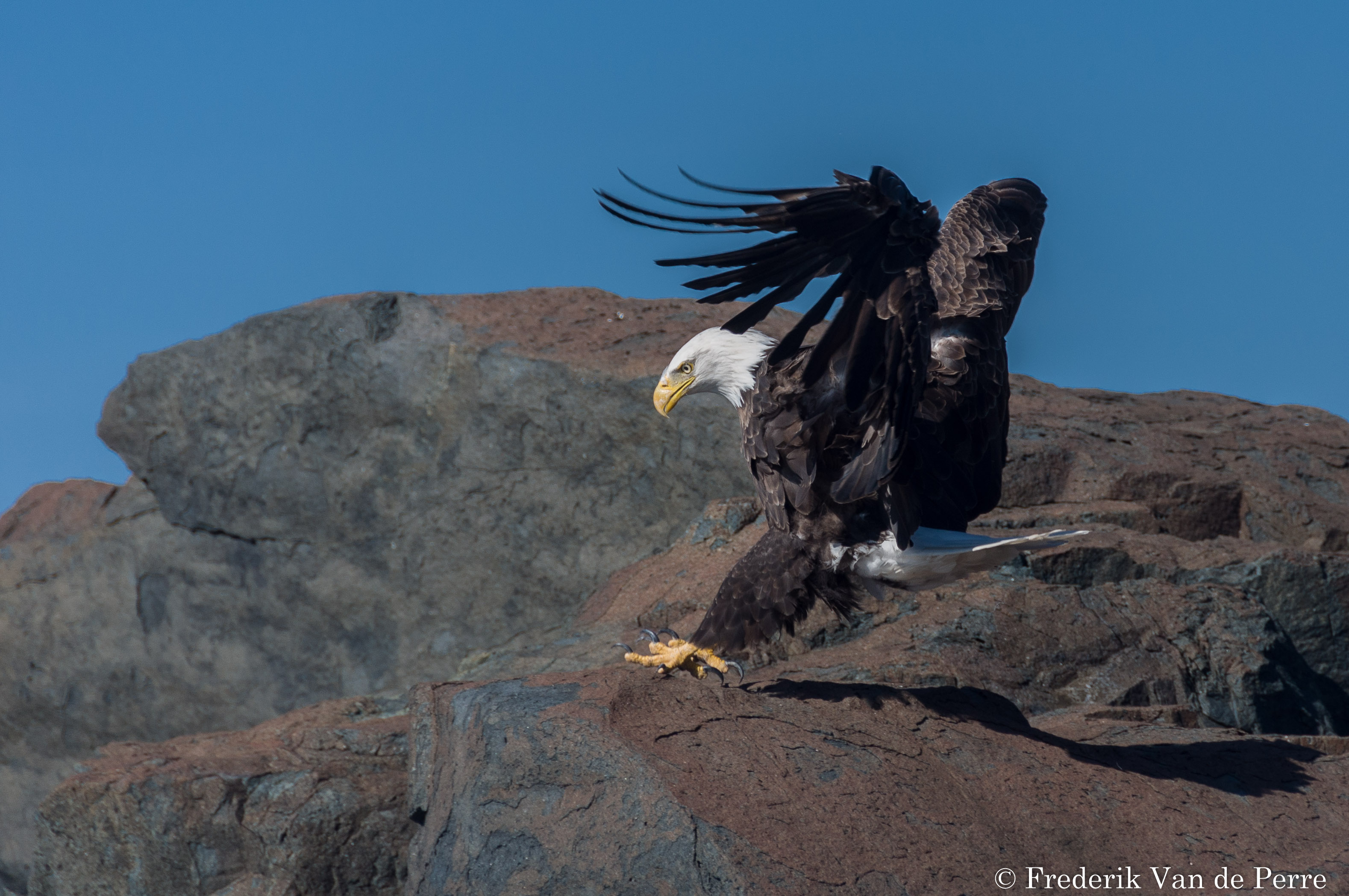 eagle baldeagle acadia