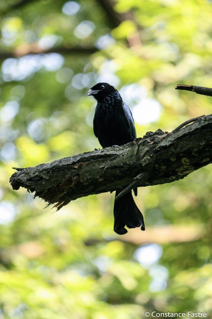 Hair-crested drongo on its perch