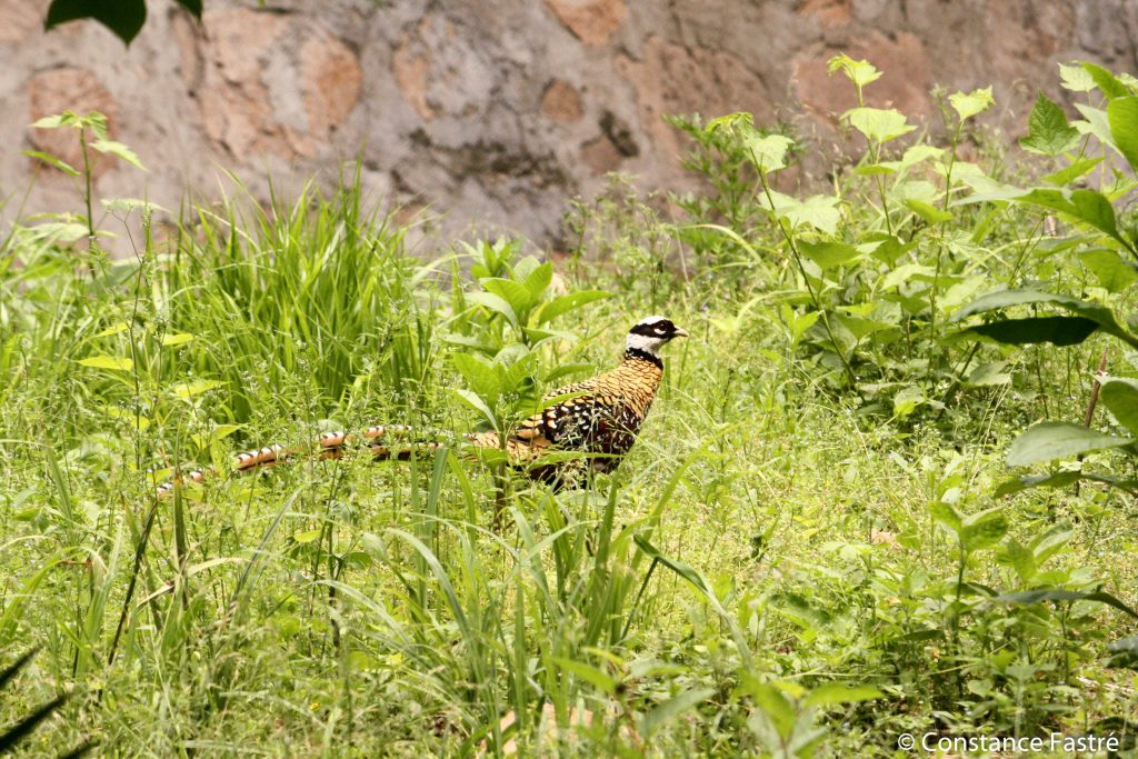 Male Reeves's Pheasant