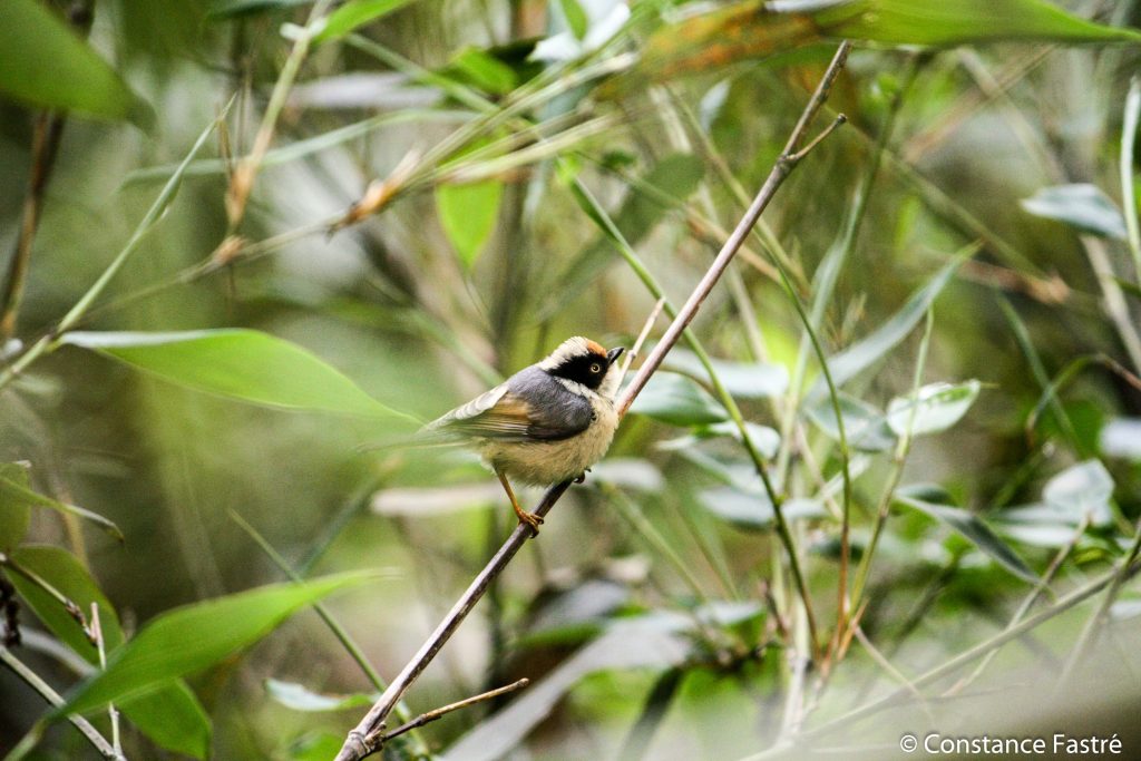 Chinese tit