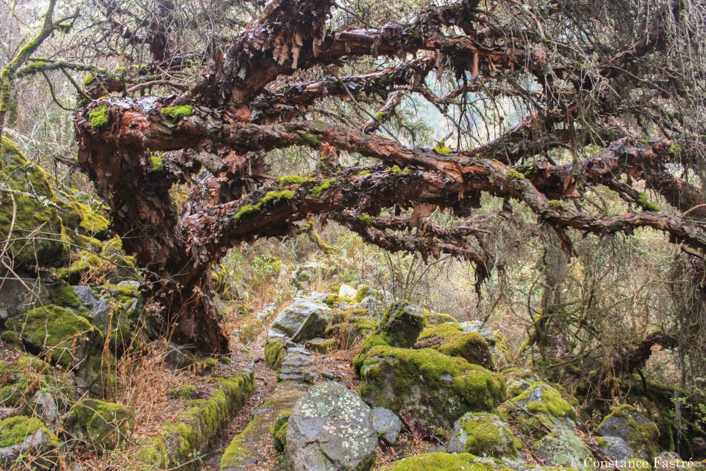 Old Polylepis tree in San Miguel, Tunari National Park