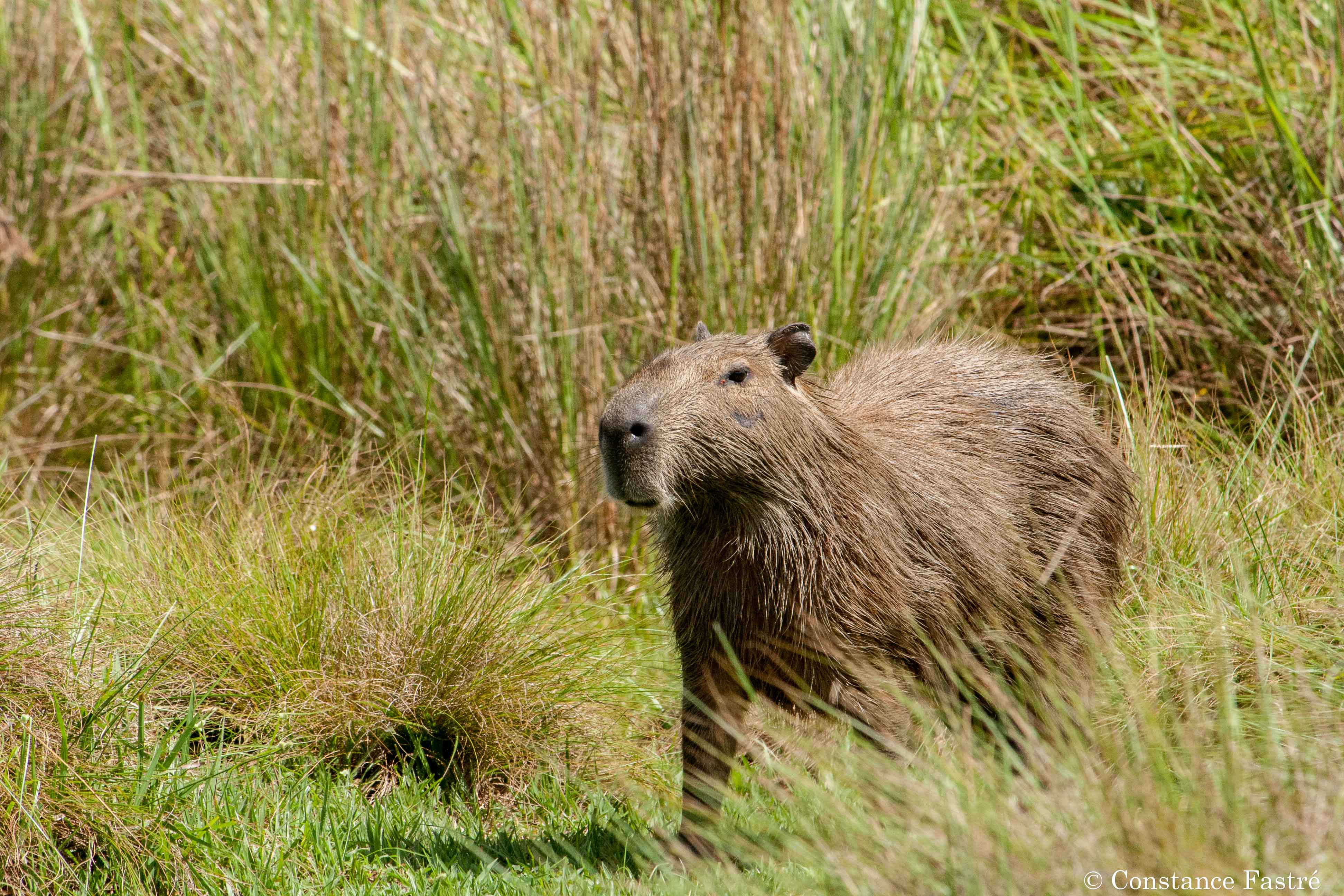 Capybara of the Colombian llanos