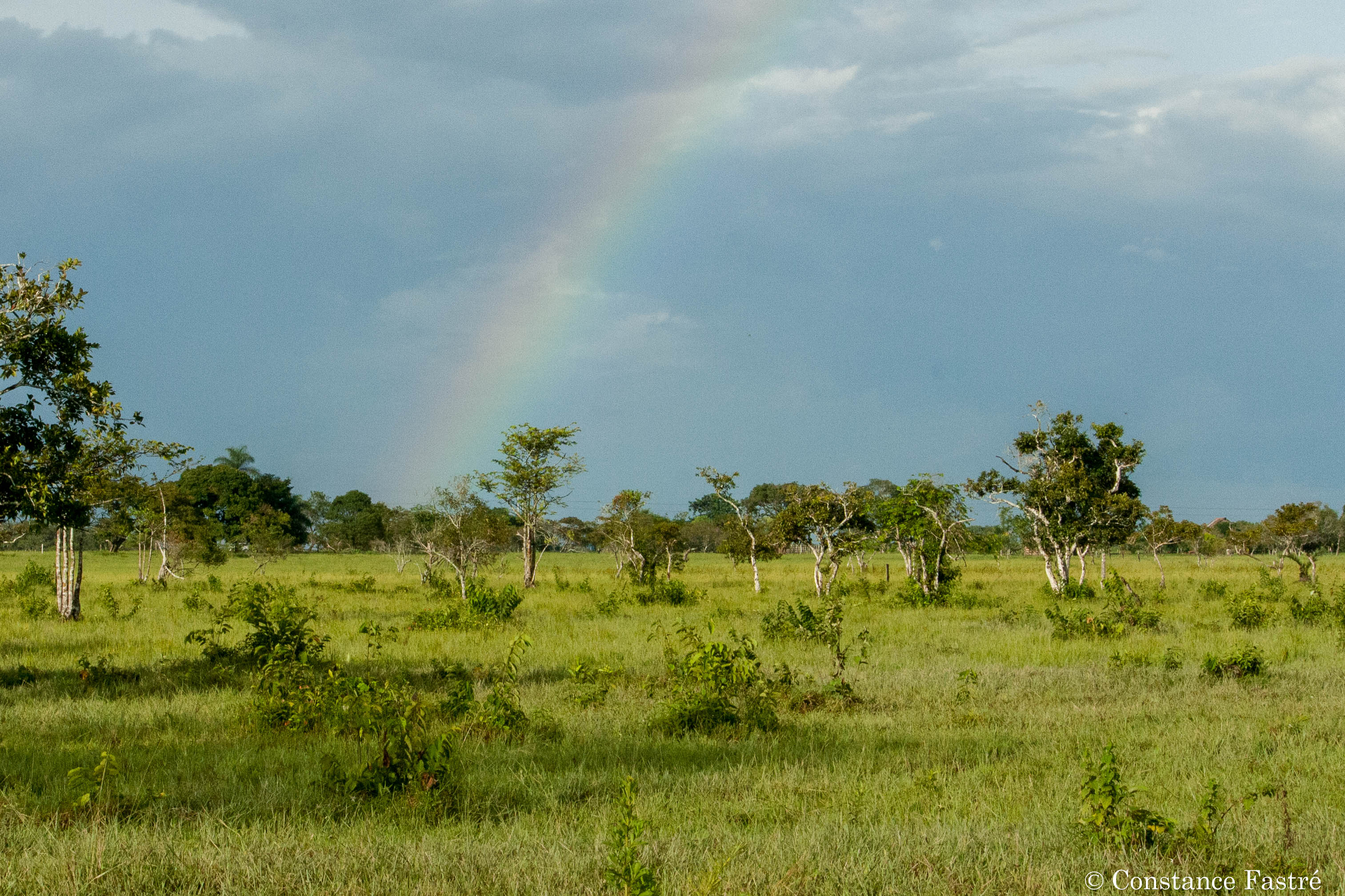 Our fabulous bestiary of the llanos Seeking wilderness