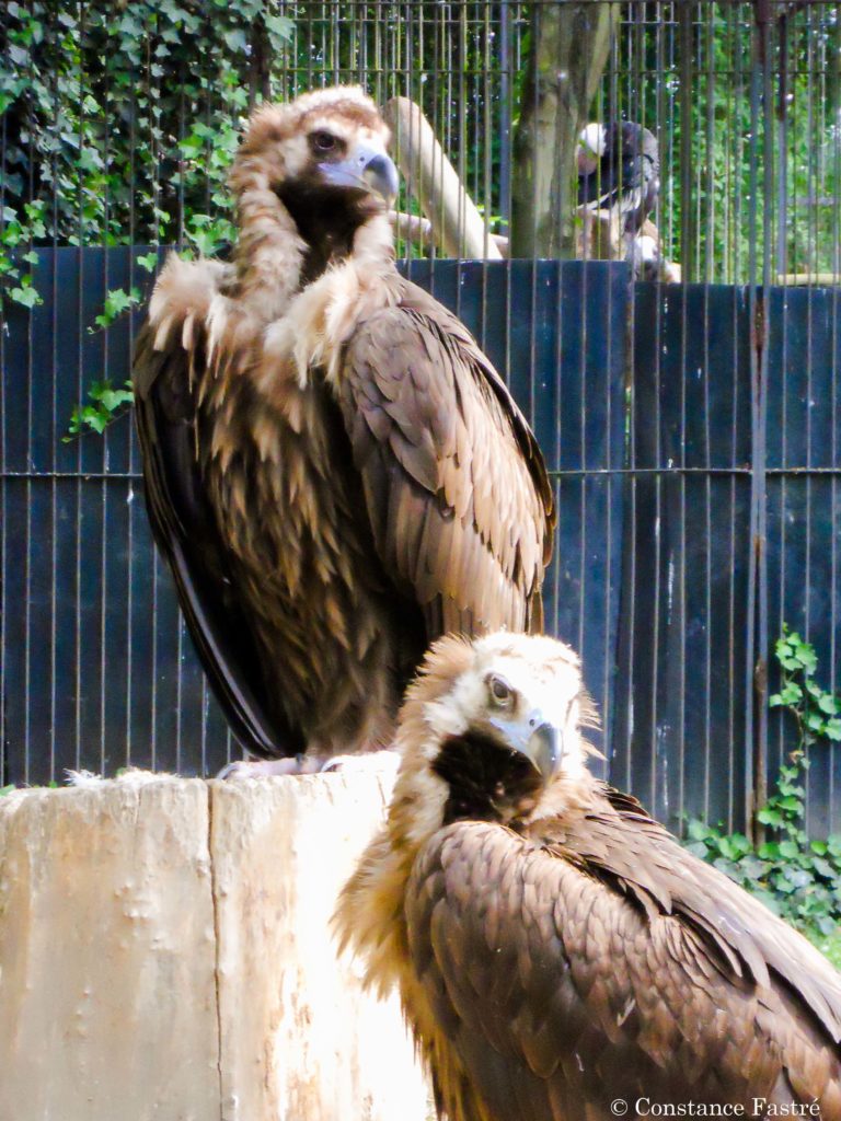 Captive pair of Cinereous vultures at the Zoo of Antwerp (2010)