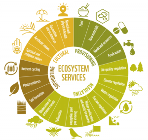 Bliv såret Bær milits Reconciling biodiversity conservation with ecosystem services to save rare  Andean forests – Seeking wilderness