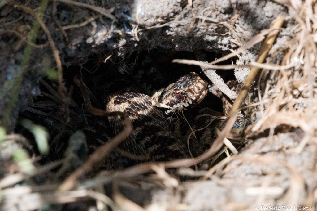 Common adder (Vipera berus)