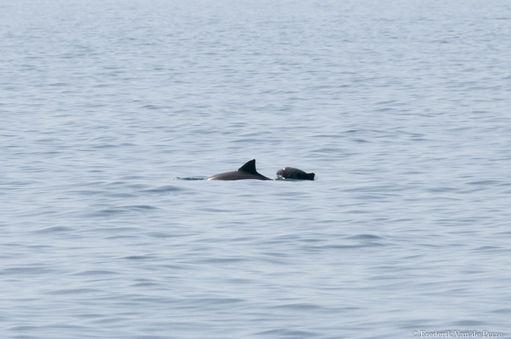 Harbour porpoises (Phocoena phocoena)