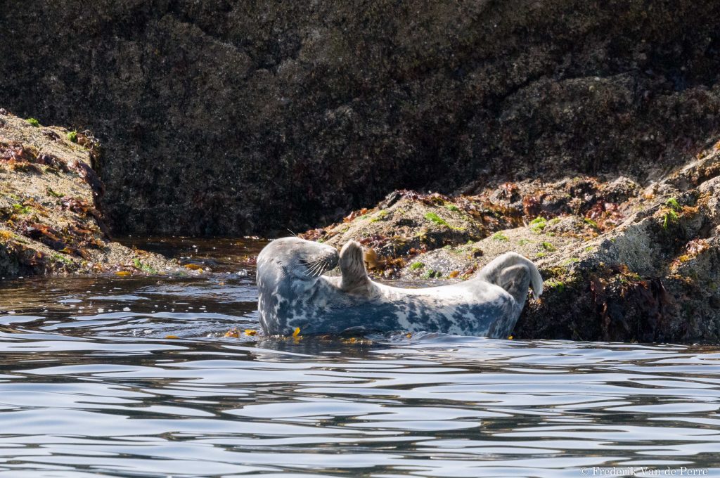 Harbour seal (Phocoena phocoena)