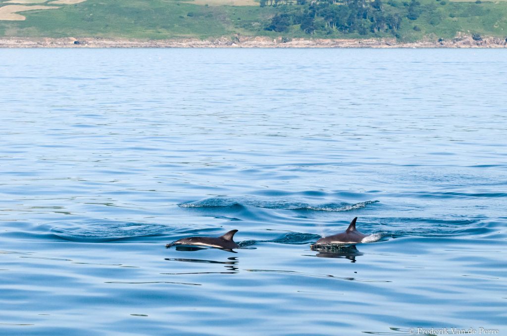 Short-beaked common dolphin (Delphinus delphis)