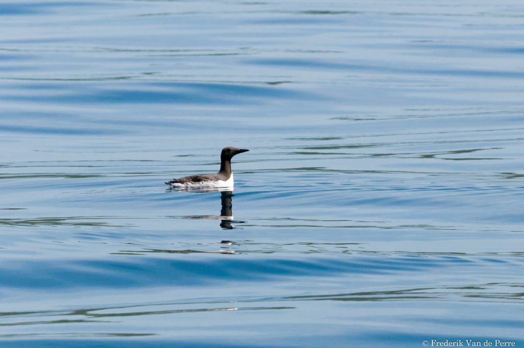 Common murre (Uria aalge)