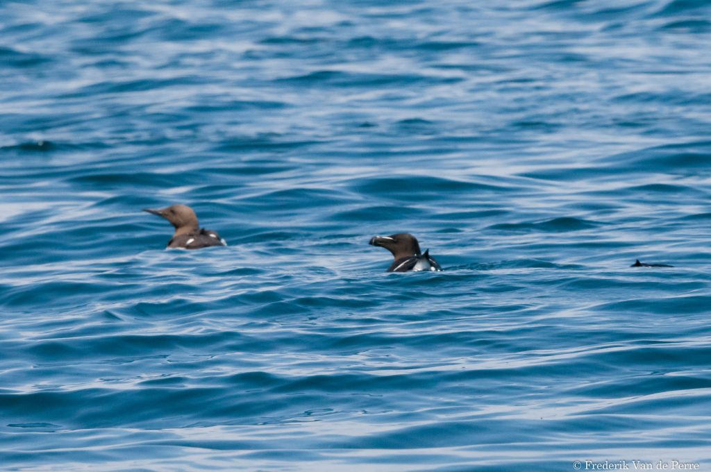 Razorbill (Alca torda)