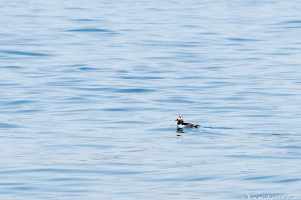 Atlantic puffin