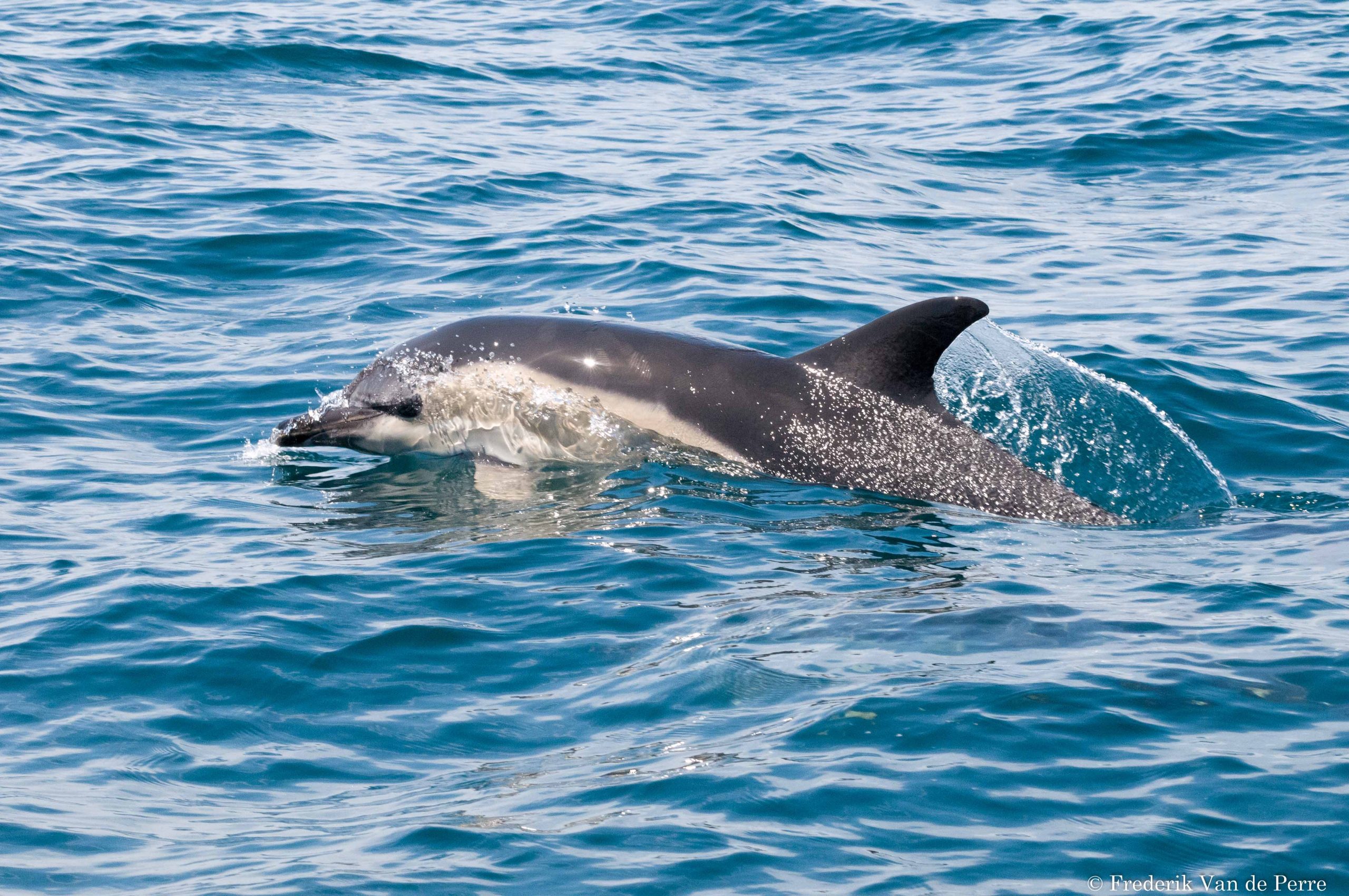 Short-beaked common dolphin (Delphinus delphis)