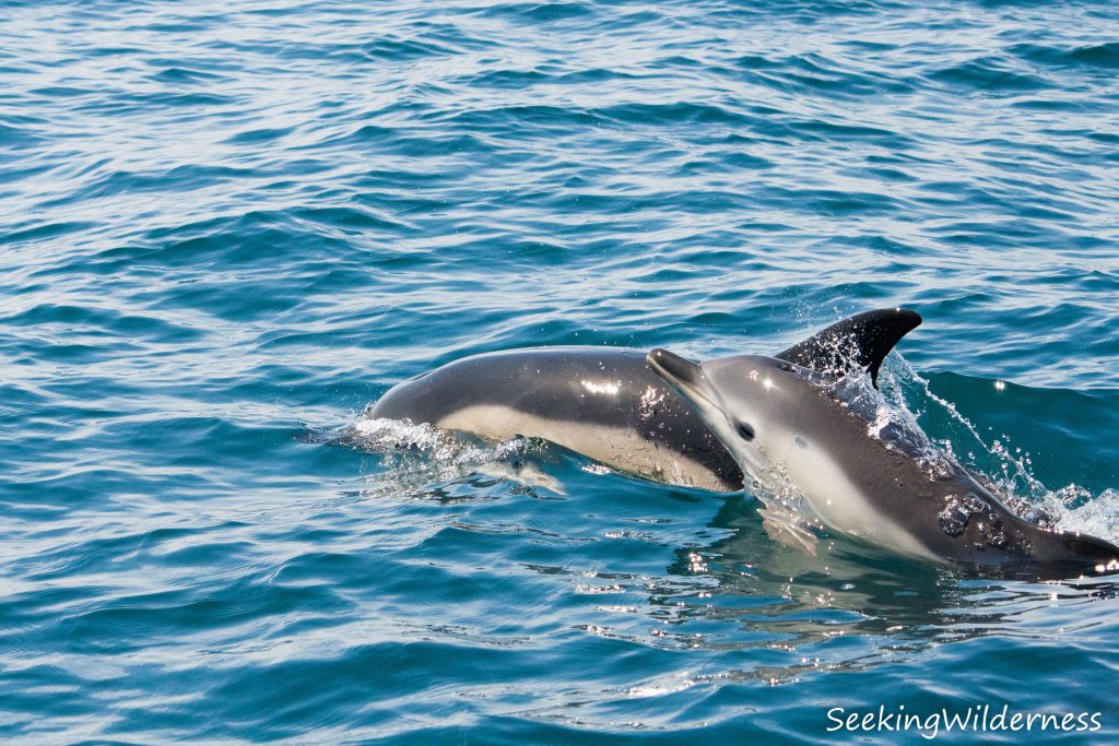 Short-beaked common dolphin (Delphinus delphis)