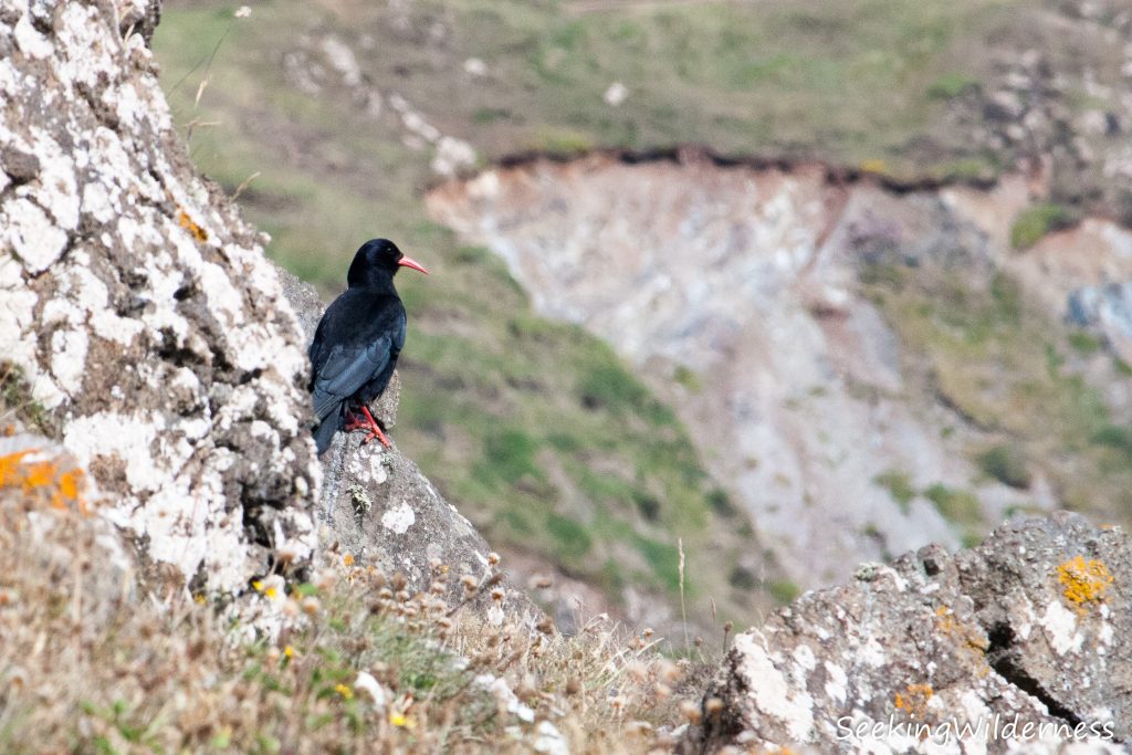 Red-billed chough (Pyrrhocorax pyrrhocorax)