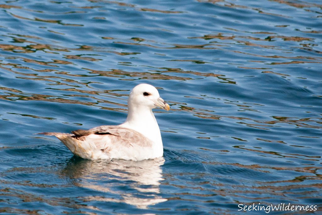 Northern fulmar (Fulmarus glacialis)