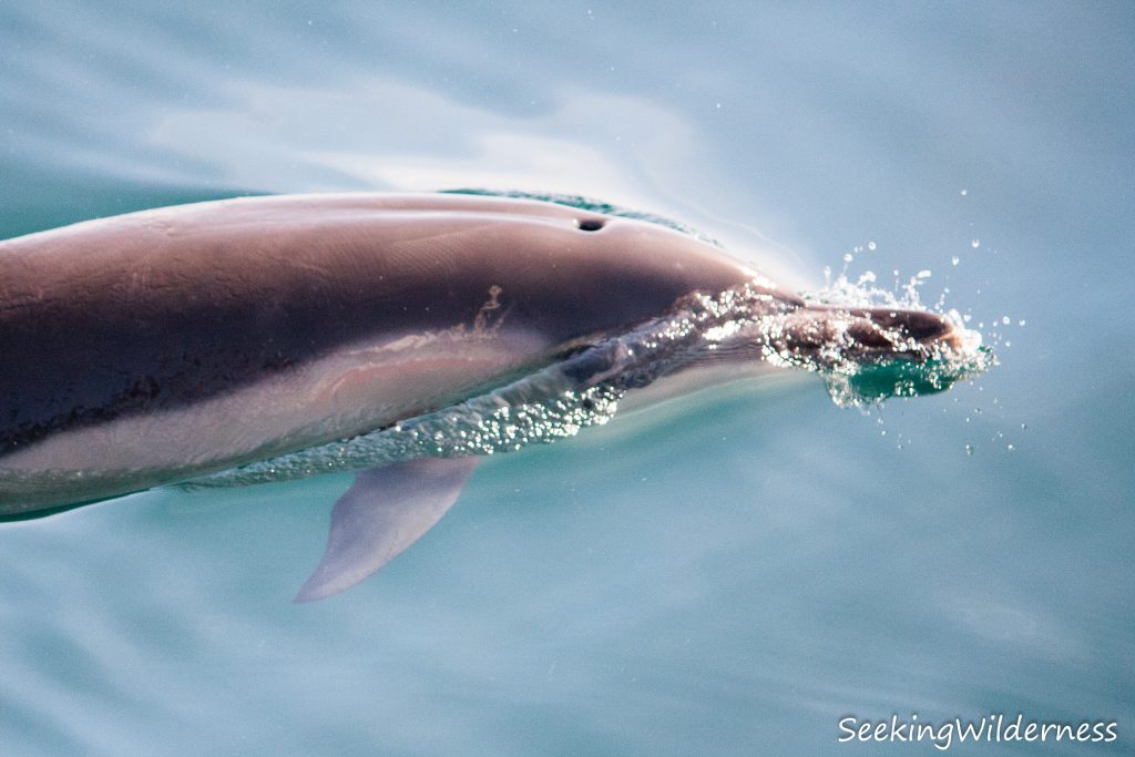 Short-beaked common dolphin (Delphinus delphis)