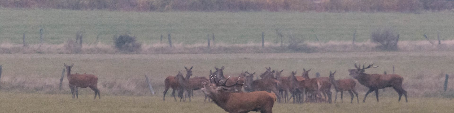 Stags herding with female herd
