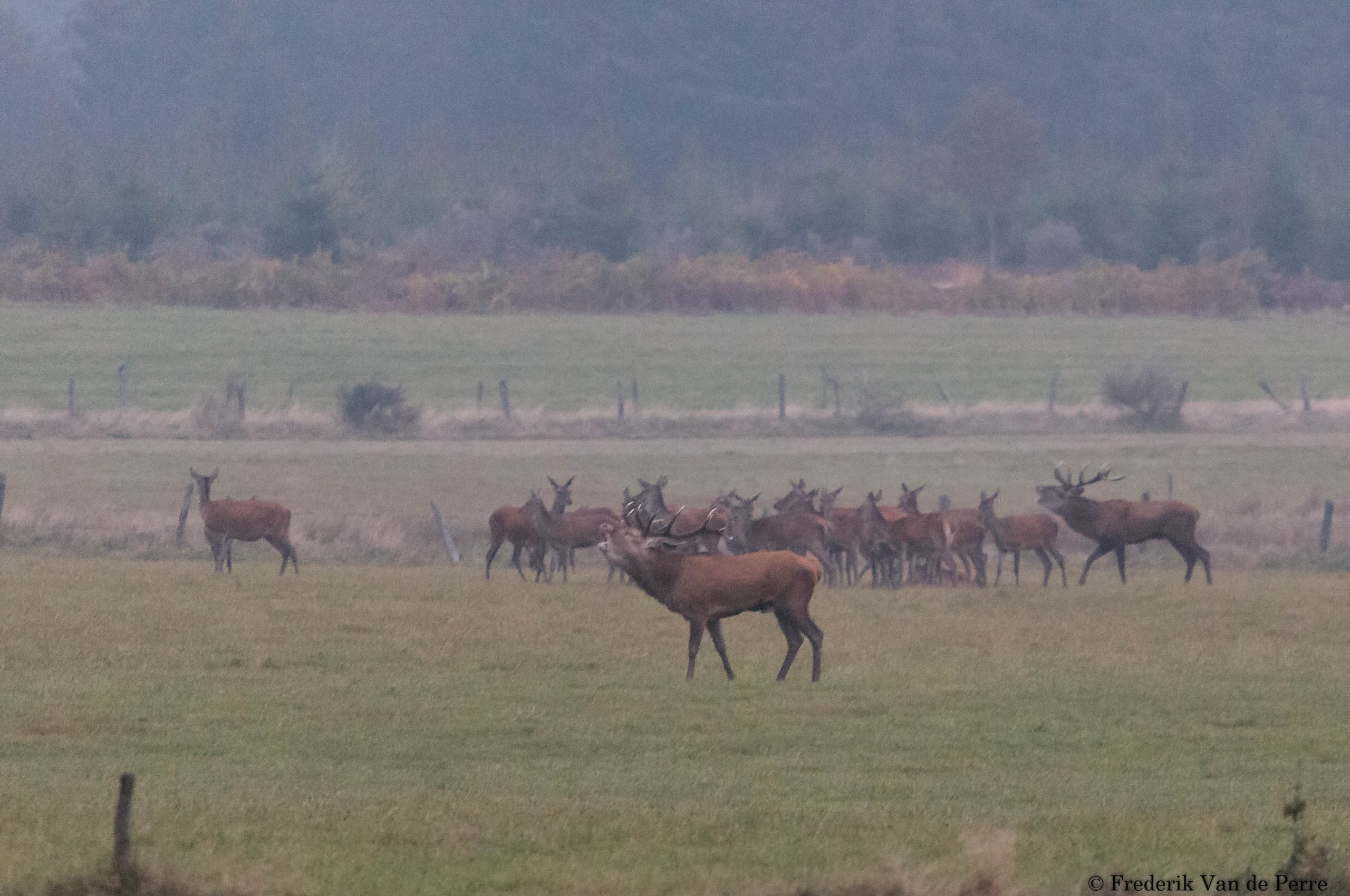 Stags herding with female herd