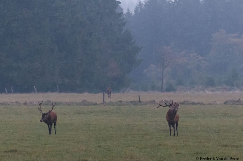 Stags rutting