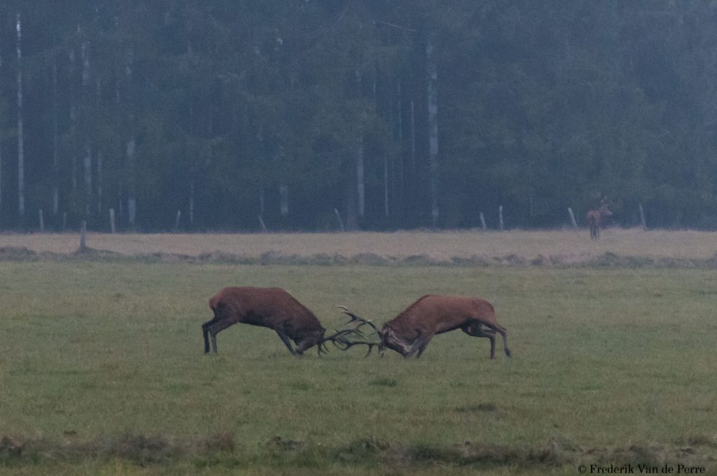 Stags fighting