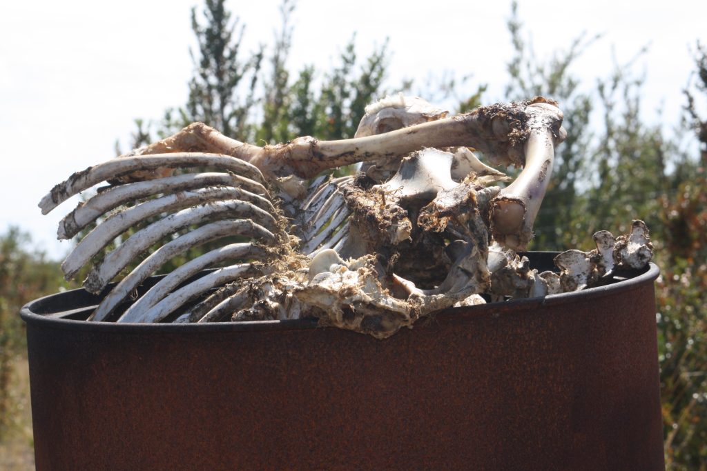 Cattle bones cleaned out by vultures at a feeding location in the Cévennes (France)