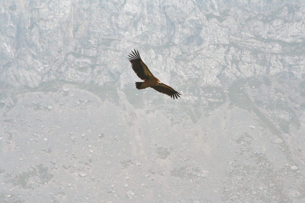 Griffon vulture